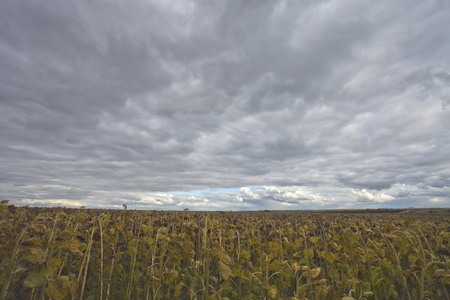 The autumn sky over the sunflowersの写真素材