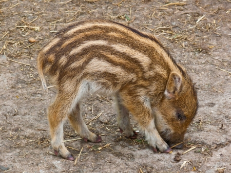 Small striped pig on the groundの写真素材