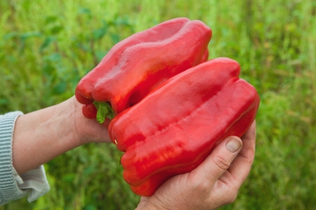 Two peppers in the hands of the farmerの写真素材