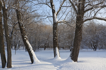 Three trees in the meadow under the snowの写真素材