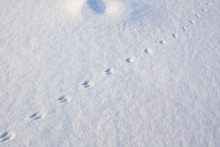Animal tracks in the snowの写真素材