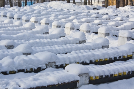 Benches in the park in the snowの写真素材