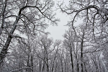 Oak trees covered with snow on a background of the skyの写真素材