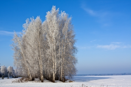 Birch grove, covered with frost in the fieldの写真素材