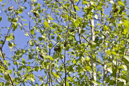 May beetles on the branches of a birchの写真素材