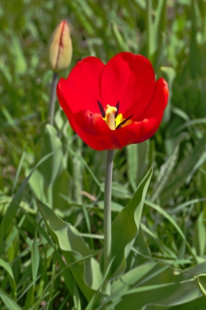 Flower and bud of red tulip photographed close-upの写真素材