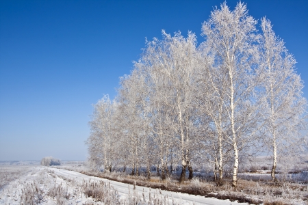 Birch trees covered with frost in the field and a dirt road in the winterの写真素材