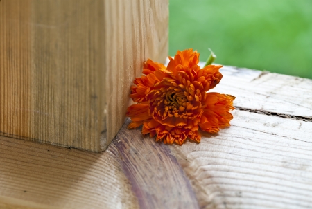 Red flower rests on a wooden window sillの写真素材
