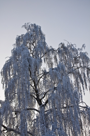 Birch tree in snow lighted oncoming lightの写真素材