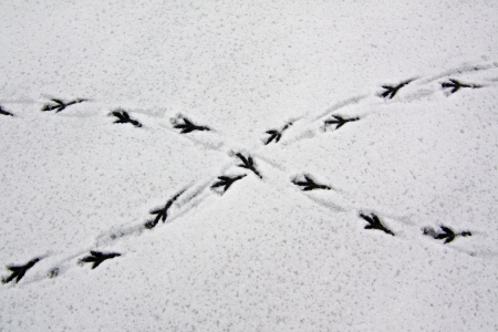 Many traces of a large bird in the snow during a thawの写真素材