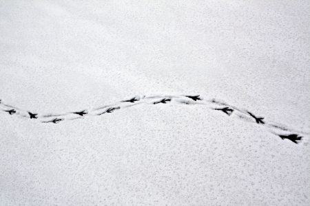 Many traces of a large bird in the snow during a thawの写真素材