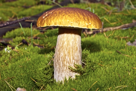 White fungus growing of green moss in the forest in autumnの写真素材
