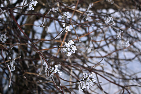 Dry inflorescence on branch under snow in winterの写真素材