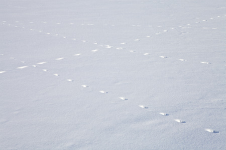 Lots of animal tracks on a flat snow surfaceの写真素材