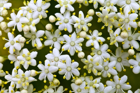 Many small white flowers, photographed close upの写真素材