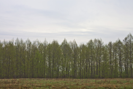 Young trees and green meadow overcast autumn morningの写真素材