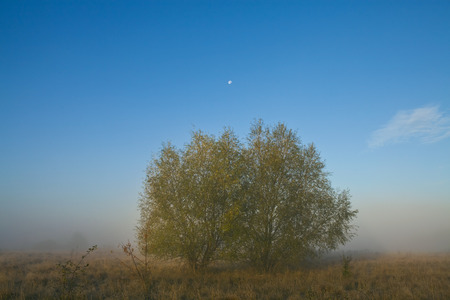 Two trees on a misty morning meadow against the blue skyの写真素材