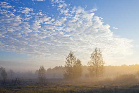 The sun's rays on the meadow during the misty morning in the fallの写真素材
