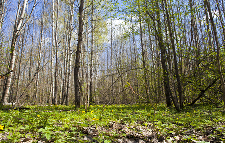 Sunny day in early spring in the deciduous forestの写真素材