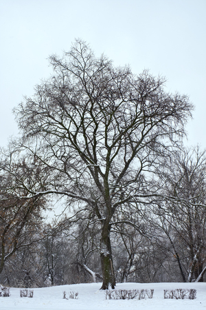 Trees and bushes without leaves in the snow in winterの写真素材