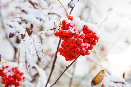 Bunch of red rowan under snow on a branchの写真素材