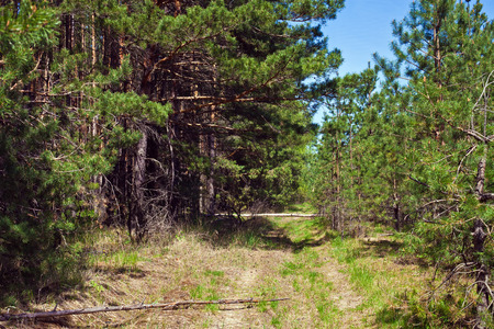 Dirt road in a pine forest on a summer afternoonの写真素材