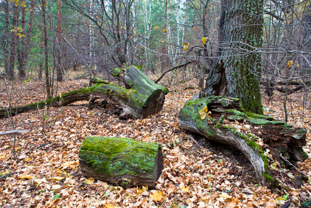 Moss covered trunks of old trees in the autumn forestの写真素材
