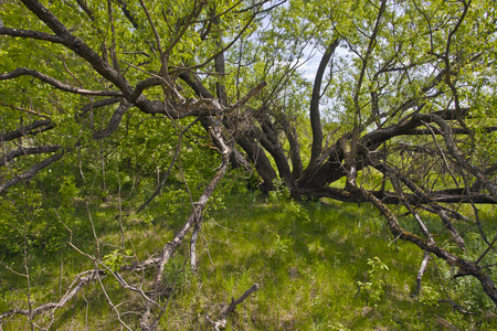 Big old willow on the meadow overgrown grass and bushesの写真素材