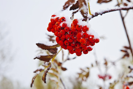 Bunch of red rowan under snow on a branchの写真素材