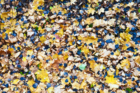 Many dry maple and aspen leaves on the groundの写真素材
