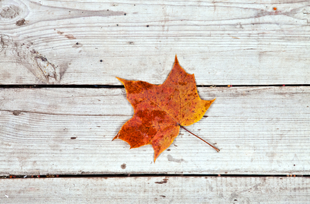 Dry maple leaf on old wooden floorの写真素材