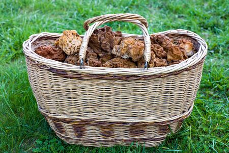 Wicker basket with mushrooms stands on the grassの写真素材