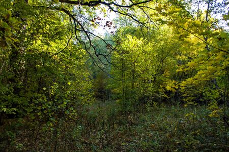 Morning in the forest in early autumnの写真素材