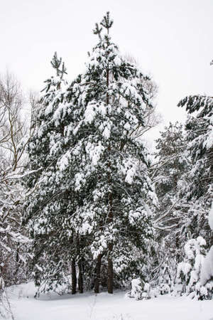 A few pines under the snow in the winter forestの写真素材