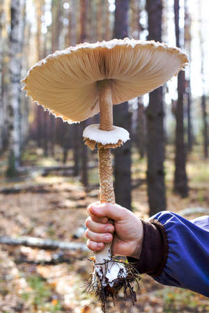 A large mushroom in a man's handの写真素材