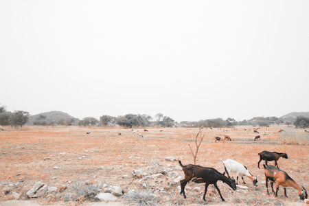 Goatsの写真素材