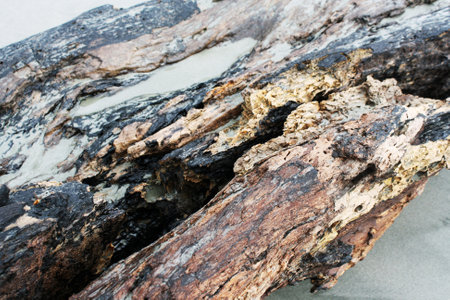 Close-up of a tree trunk.