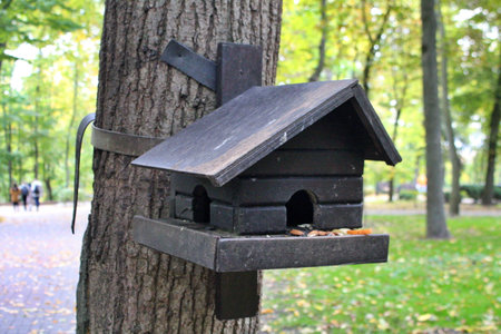 on a tree in the park house for black squirrels