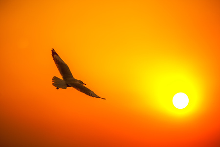 seagull on sunset.