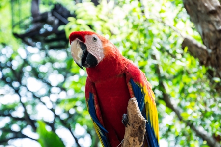 Scarlet Macaw on forest backgroundの写真素材