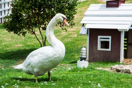 A white swan and the home on grassの写真素材