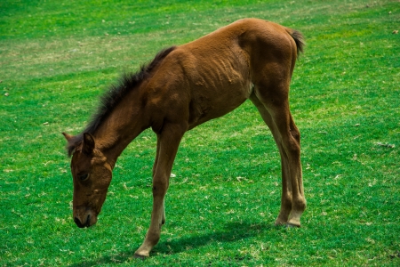 Horse on the green meadowの写真素材