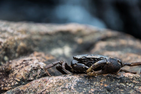 black cliff crab on stone at waterfallの写真素材
