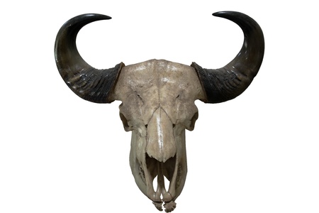 Bone gaur head isolate on white backgroundの写真素材