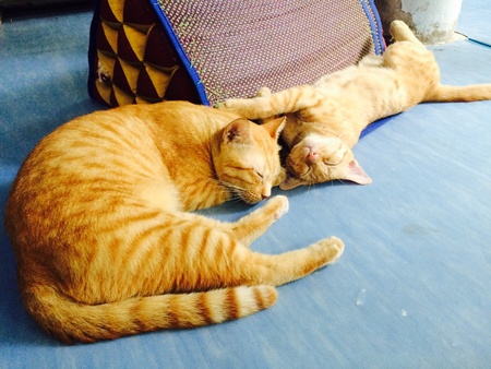 Two lovely cats are sleepingの素材