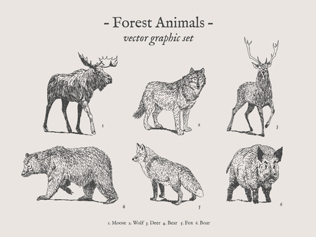 Forest animals drawings set on grey background with moose, wolf, deer, bear, fox, boarの写真素材
