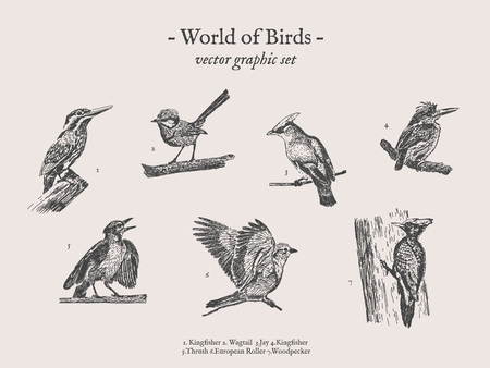Birds drawings icon setのイラスト素材