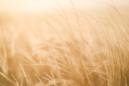 a field of tall grass with the sun shining through itの素材