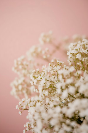 a vase filled with white flowers on a pink backgroundの素材