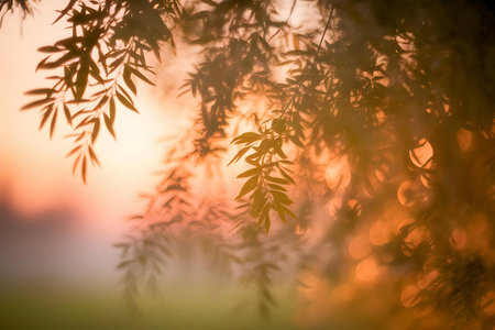 a blur of the sun is seen through the leaves of a treeの素材